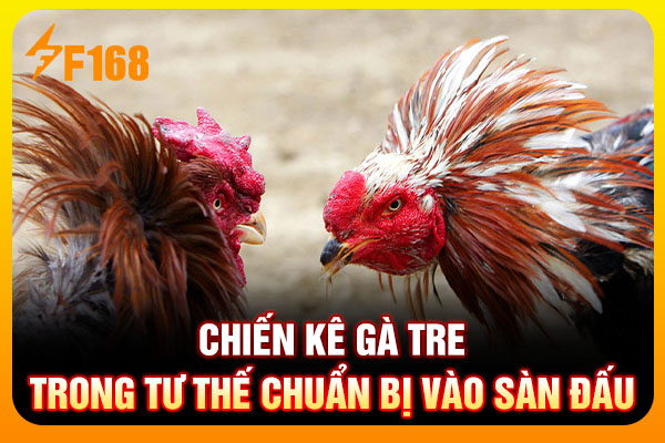 Chiến kê gà tre trong tư thế chuẩn bị vào sàn đấu Chiến kê gà tre trong tư thế chuẩn bị vào sàn đấu
