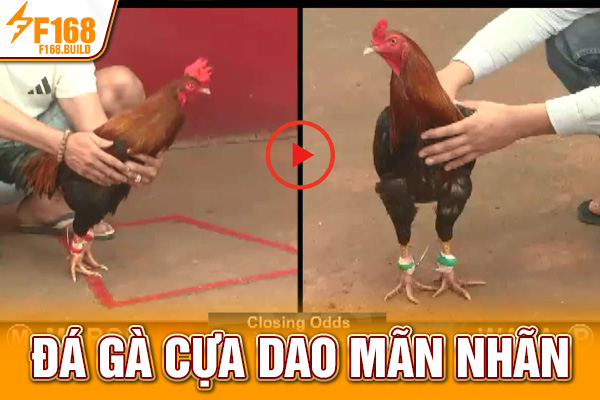 Đá gà cựa dao mãn nhãn Đá gà cựa dao mãn nhãn