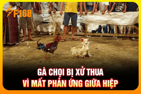 Gà chọi bị xử thua vì mất phản ứng giữa hiệp Gà chọi bị xử thua vì mất phản ứng giữa hiệp